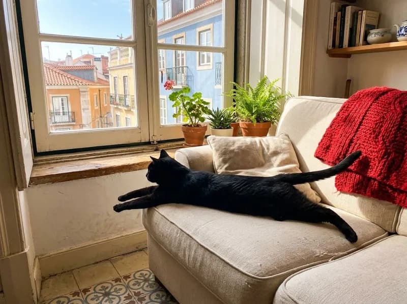 Um gato preto a espreguiçar-se no sofá junto à janela